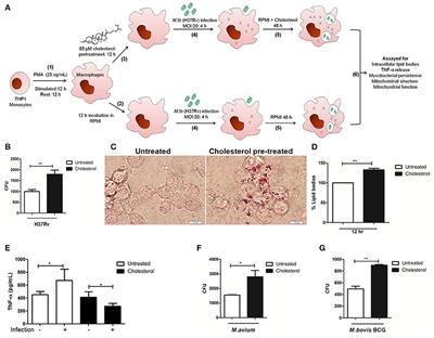 Small Molecule Mediated Restoration of Mitochondrial Function Augments Anti-Mycobacterial Activity of Human Macrophages Subjected to Cholesterol Induced Asymptomatic Dyslipidemia